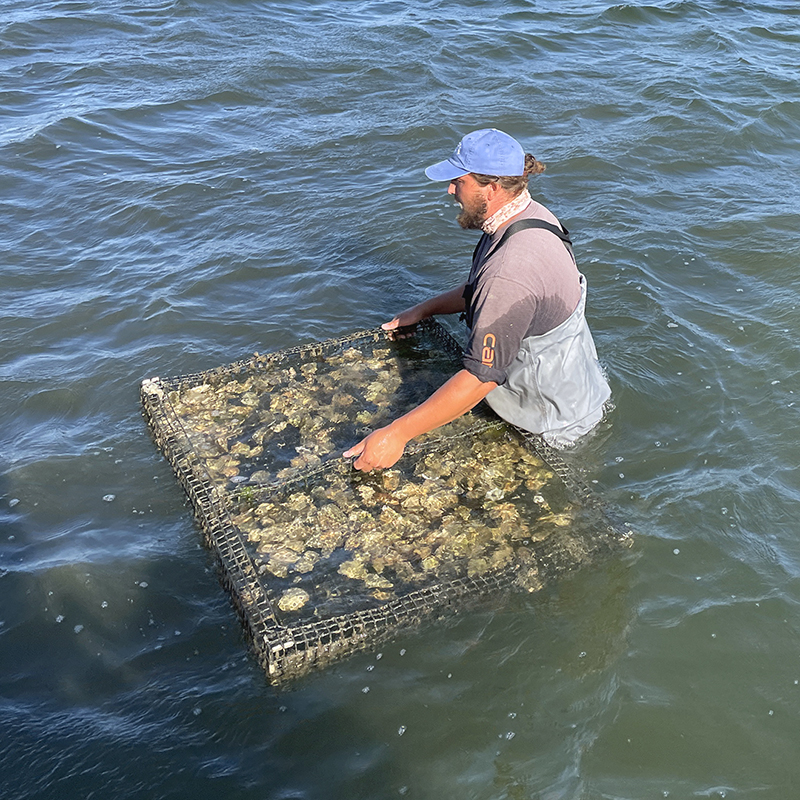pulling oysters at Matunuck Oyster Farm